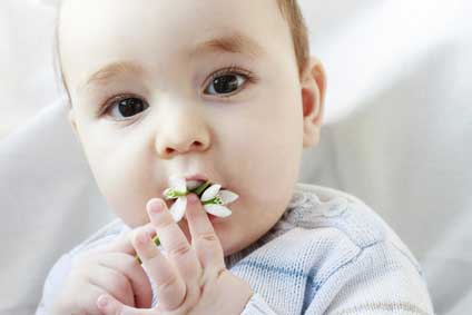 Plante d'intérieur et intoxication: savoir réagir et protéger l'enfant